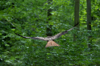 Bird flying over a forest