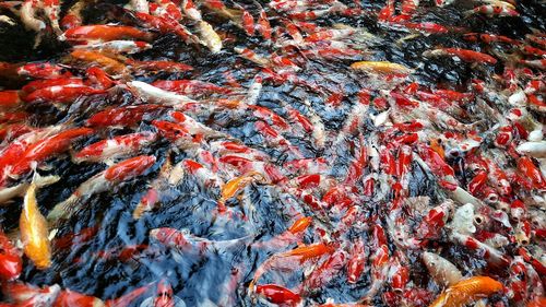 High angle view of koi carps swimming in lake