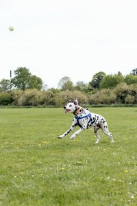 Dog playing with ball on field