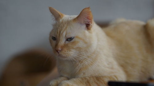 Close-up of a cat looking away