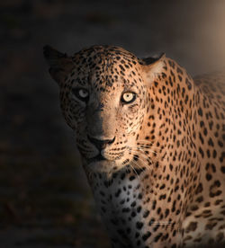 Close-up of leopard 