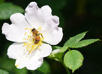 Close-up of bee on flower