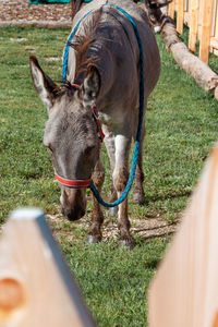 Donkey in nature