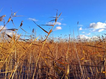 Scenic view of field against blue sky