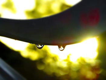 Close-up of water drops on leaf