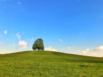 Trees on field against sky