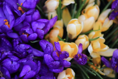 Close-up of flowers