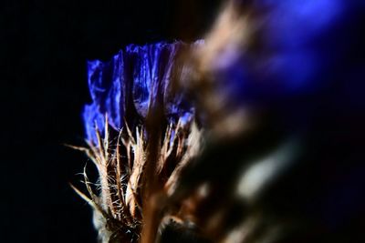 Close up of purple flowers