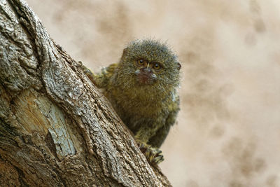 Close-up of monkey on tree trunk