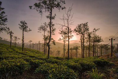 Plants on field against sky during sunset