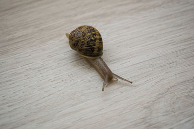 Close-up of snail on a table