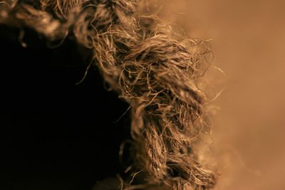 Close-up of dead plant over background