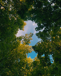 Low angle view of trees against sky