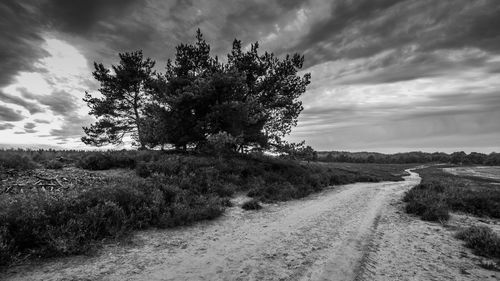 Single tree by cactus on landscape against sky