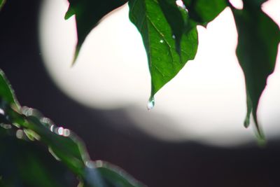 Close-up of wet plant leaves