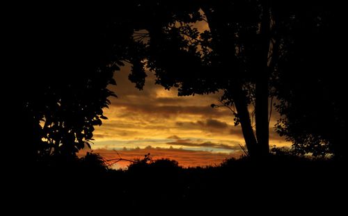 Silhouette of trees at sunset