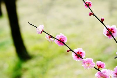 Close-up of pink flowers on branch
