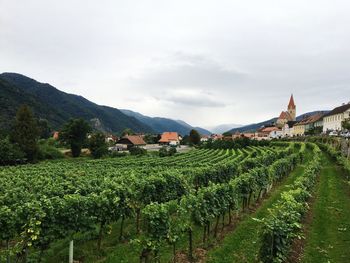 Vineyard in village against cloudy sky at wachau