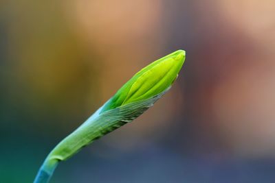 Close-up of green leaf of a daffodil