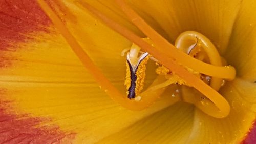 Close up of yellow flower