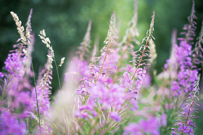 Close-up of fireweed flowers blooming at park