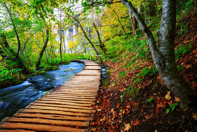 Stream amidst trees in forest during autumn