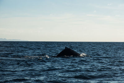 Humpback whale cavorting near islas marietas near bucerias bay, punta mita, mexico