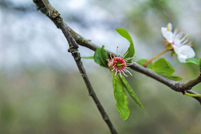 Close-up of flower buds