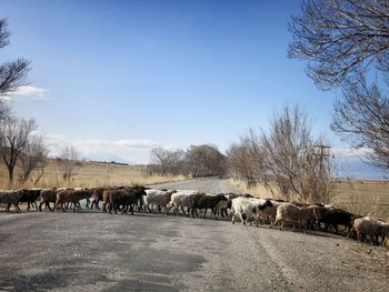 Heard of sheep crossing road