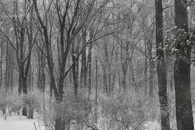 Bare trees in forest during winter