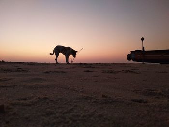 Silhouette dog on beach against sky during sunset