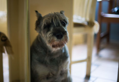 Dog sitting on chair at home