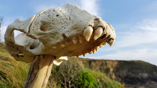 Close-up of mushrooms