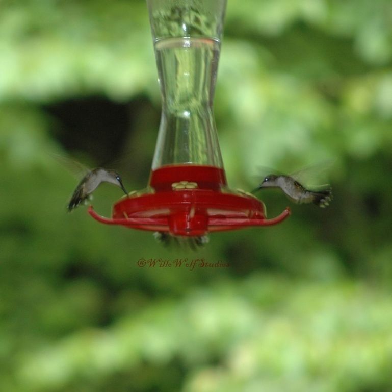 red, close-up, focus on foreground, animals in the wild, selective focus, animal themes, glass - material, insect, transparent, wildlife, food and drink, one animal, indoors, no people, day, nature, freshness, glass, table