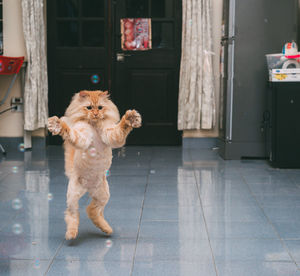 View of a cat on floor at home