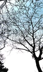 Low angle view of bare tree against sky