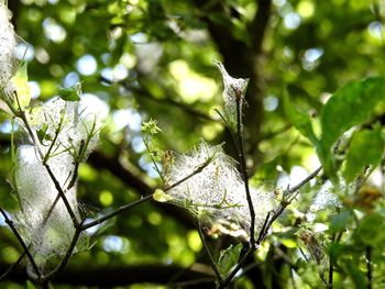 Close-up of lizard on tree