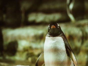 Close-up of bird