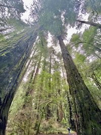 Low angle view of bamboo trees in forest
