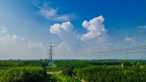 Plants growing on field against sky