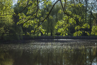 Scenic view of lake in forest