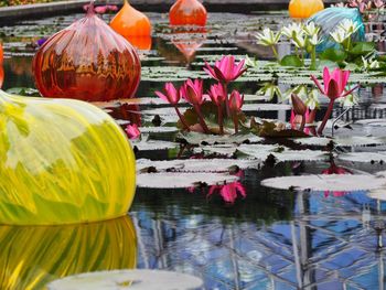 Close-up of lotus water lily