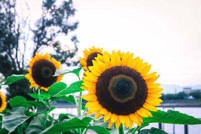 Close-up of sunflower