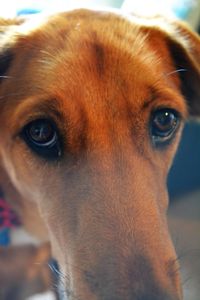 Close-up portrait of dog