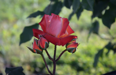 Close-up of red flower blooming outdoors