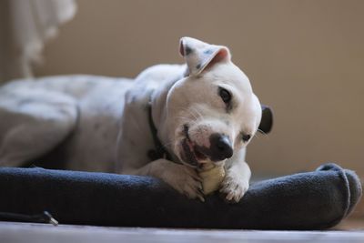 Close-up of a dog resting