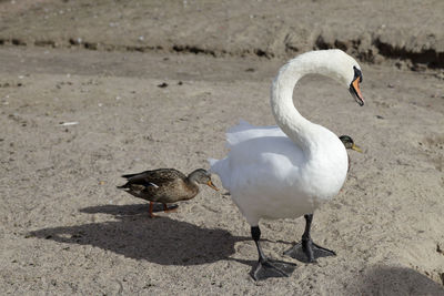 High angle view of birds on beach