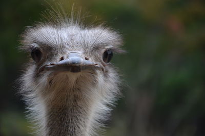 Close-up portrait of a bird