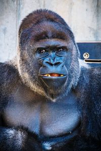 Portrait of gorilla in zoo