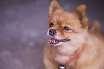 Portrait of dog
